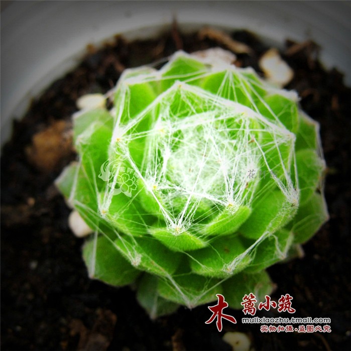 多肉植物 蛛丝卷绢 蛛网卷绢 白卷绢 景天科 毛毛的 幅径4-5cm