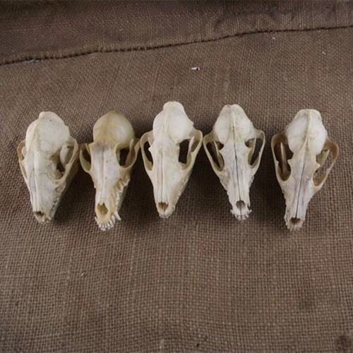 Скелет, образец, форма, череп, ископаемые