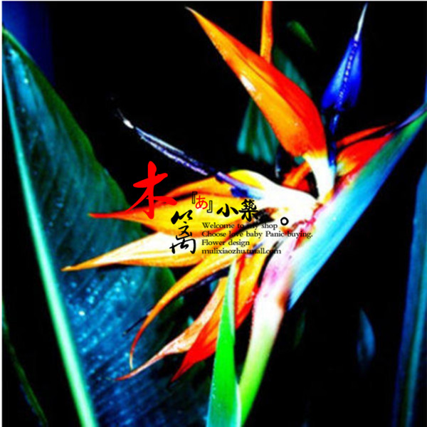 室内盆栽花卉【鹤望兰19】天堂鸟 吸甲醛 鹤望兰苗 鹤望兰盆栽