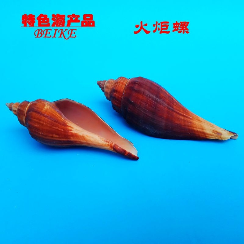RMB10  6 natural shell sea snail torch fish fish tank decorated with view pendulum 8-10 cm material
