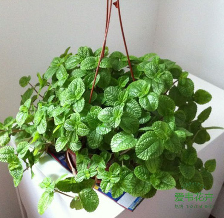 Drug-addicting grass hanging basket Chlorophytum potted green plants and flowers absorb formaldehyde, radiation protection, and good support for the family in the office Jiangsu