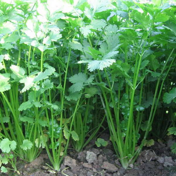 【香菜】庭院种菜四季香菜庭院种菜 阳台种菜