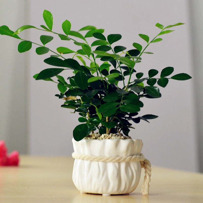 �Ӻ�Ե�������辰