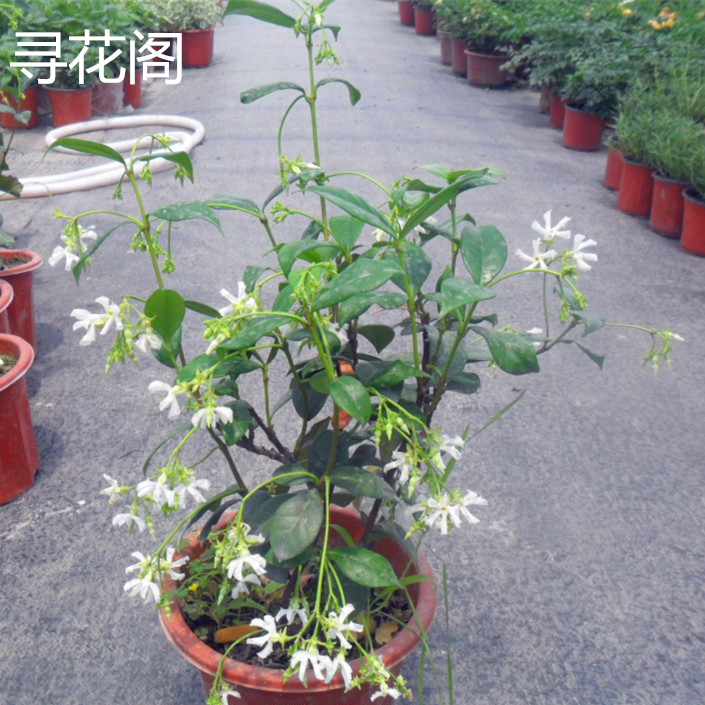庭院绿植盆栽 藤本爬藤银丝茉莉花 风车茉莉苗 阳台四季常青花卉
