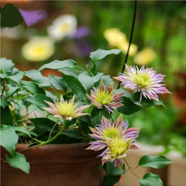 伍斯特美人 爬藤植物花 铁线莲种根铁线莲苗室内盆栽植物 吸甲醛