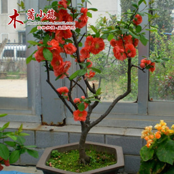 限时特价 盆栽地栽花卉 日本海棠花海棠苗盆栽复色木瓜西府海棠苗