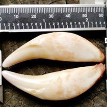 Tibetan mastiff teeth original mens necklace mace teeth pendant male natural real black dog teeth This year of life female jewelry trend gifts