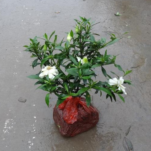 Office living room potted plant flower peony gardenia flower seedlings Small leaf gardenia flower seedlings Large leaf gardenia flower seedlings