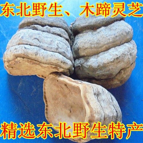 Natural wild wood Ganoderma lucidum 250g