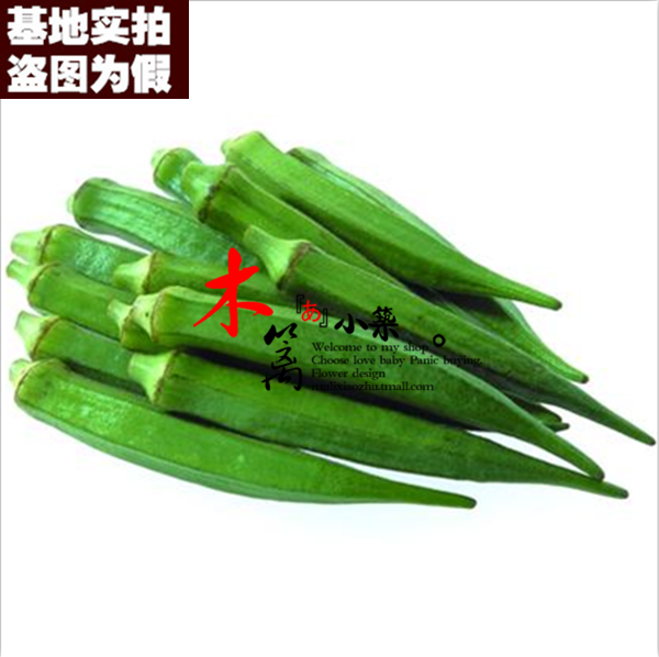 【绿秋葵16】四季播种杨贵妃黄秋葵红秋葵四季可播种