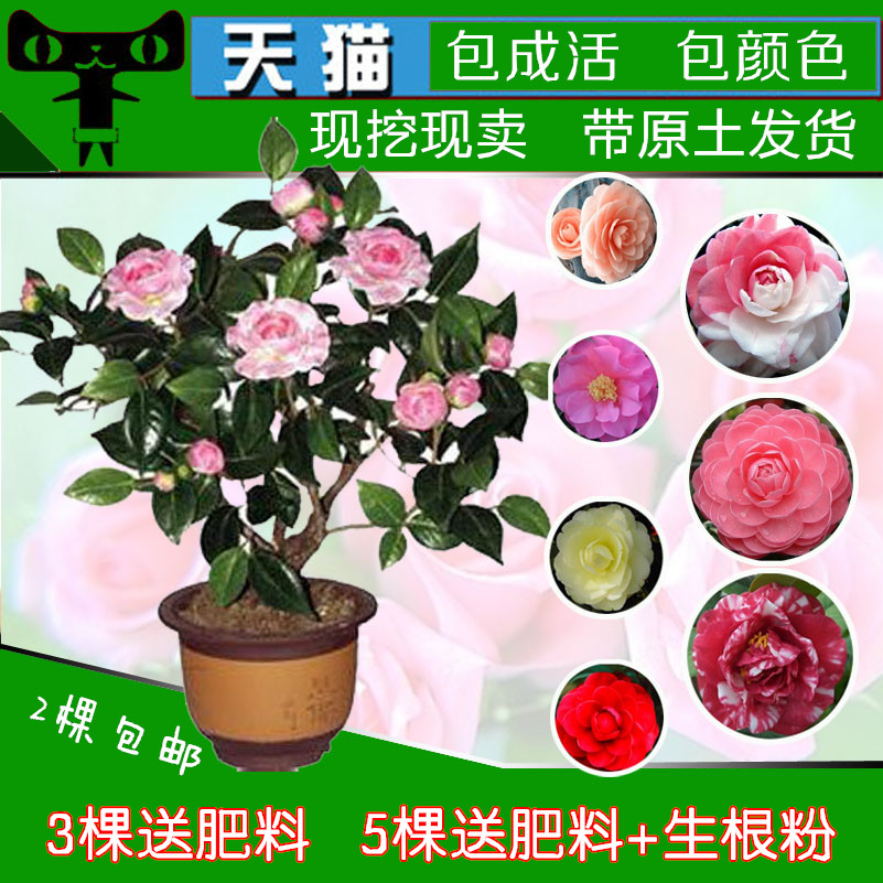 室内阳台盆栽茶花苗 可开花3年苗地栽观花植物山茶花苗 三棵包邮