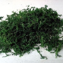 Batch supply of handicraft materials water grass (green mosagrass) auxiliary bonsai microlandscapes