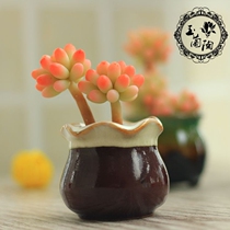 (Magnolia pottery) simulation succulent plant flower pot