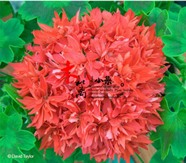 天竺葵花苗【飞叶天】阳台庭院精品盆栽 香草植物驱蚊强