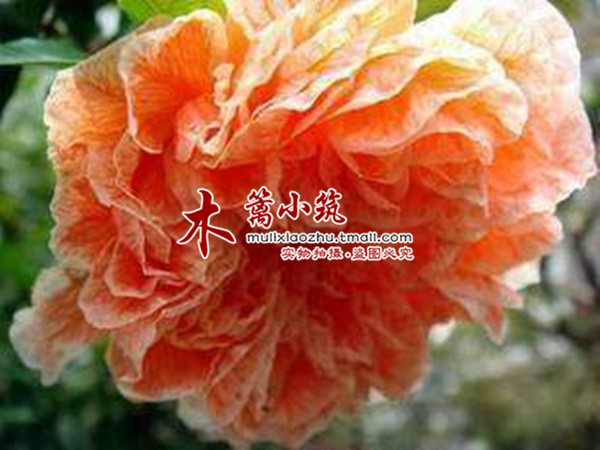 盆栽花卉 扶桑苗 扶桑花苗 【日落】 大花3年大苗