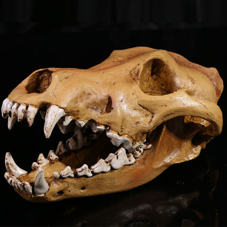 Medical Skull Home Art Pendulum resin Handicraft 1: 1 High simulation wolves skull model resin Skull skull head