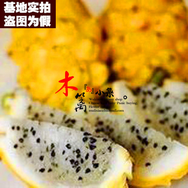 黄皮火龙果15 盆栽 火龙果 红心 带根粗壮 果大肉多 苗