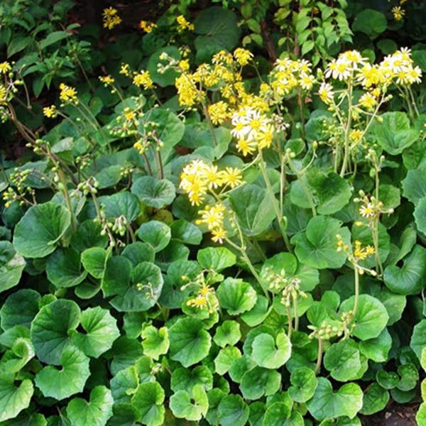 吴风草 八角乌风草 活血莲金缽盂 独角莲 一叶莲盆栽室内苗花卉