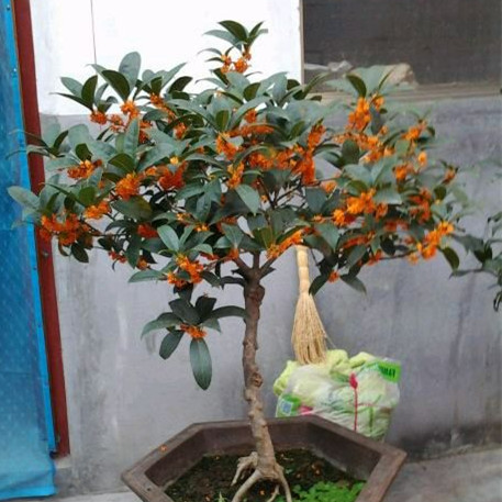 桂花苗包邮 庭院嫁接桂花盆栽地栽 八月桂四季桂金桂丹桂沉香桂苗
