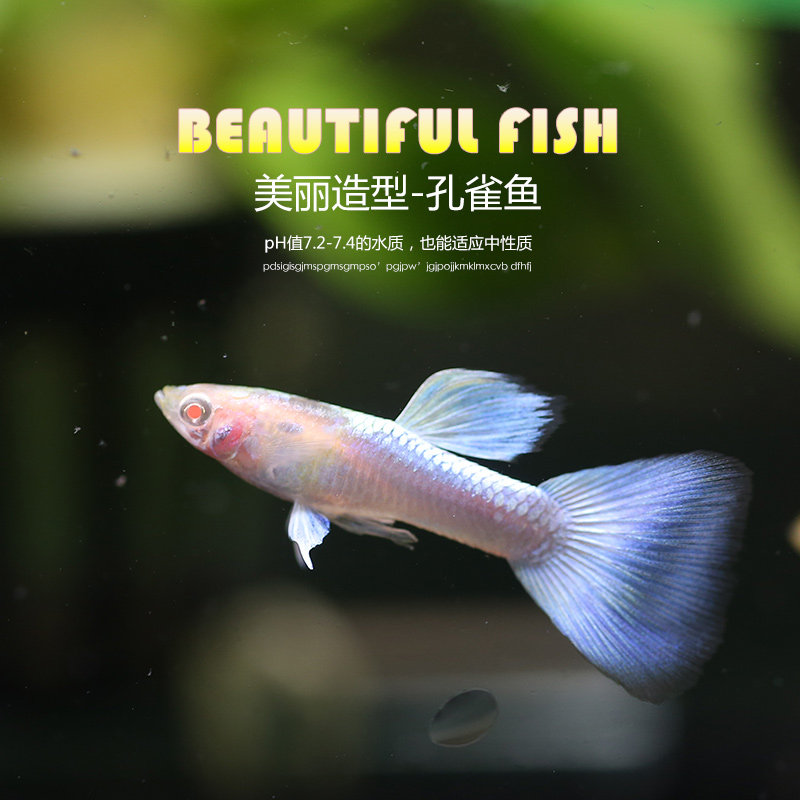 Peacock fish bag living full red eye torch Brazil red moorland ivory white lace gown fish anchovies