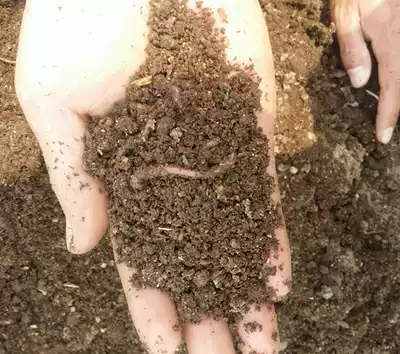 Pure earthworm manure Earthworm soil cow dung farmer manure dry planting flowers growing vegetables multi-meat General Fertilizer