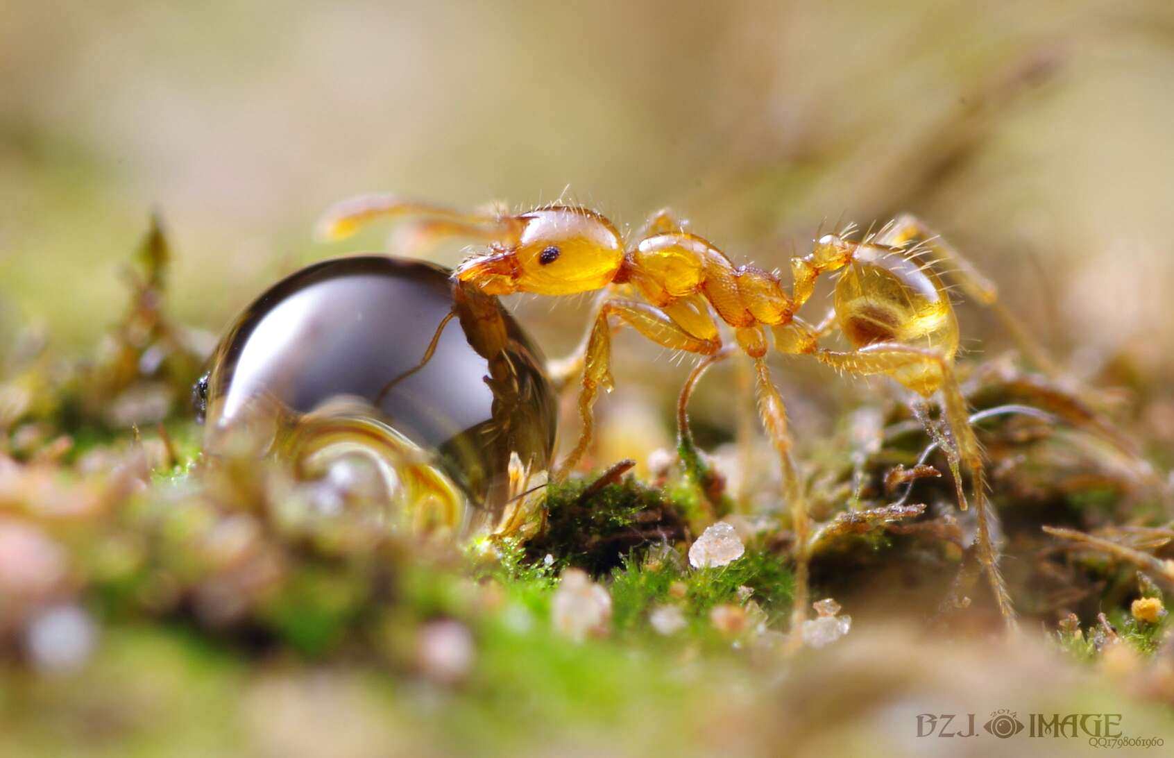 皮氏大头蚁 Pheidole Pieli 拍前请咨询