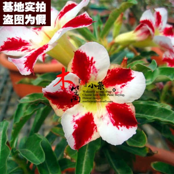 【花脸16】盆栽花卉沙漠玫瑰苗 四季开花沙漠玫瑰苗 玫瑰花苗