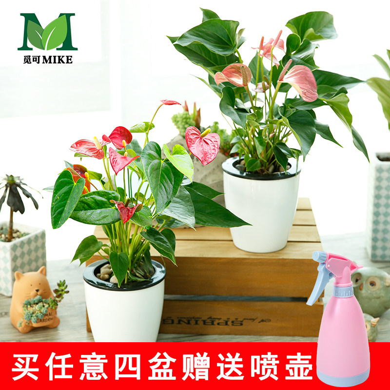 �ٿ������辰