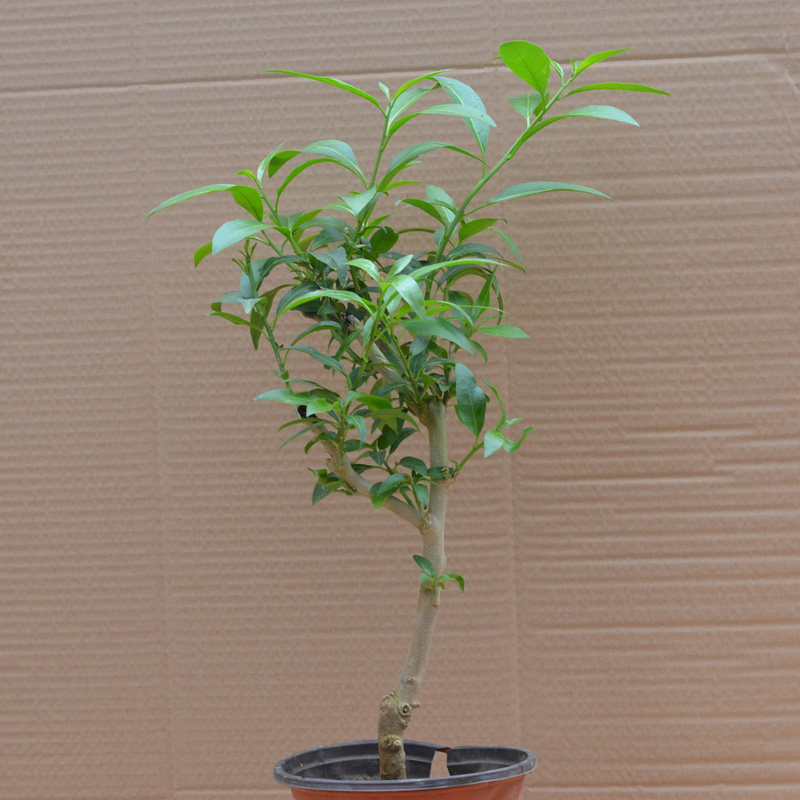 �Ӻ�Ե�辰ҹ����