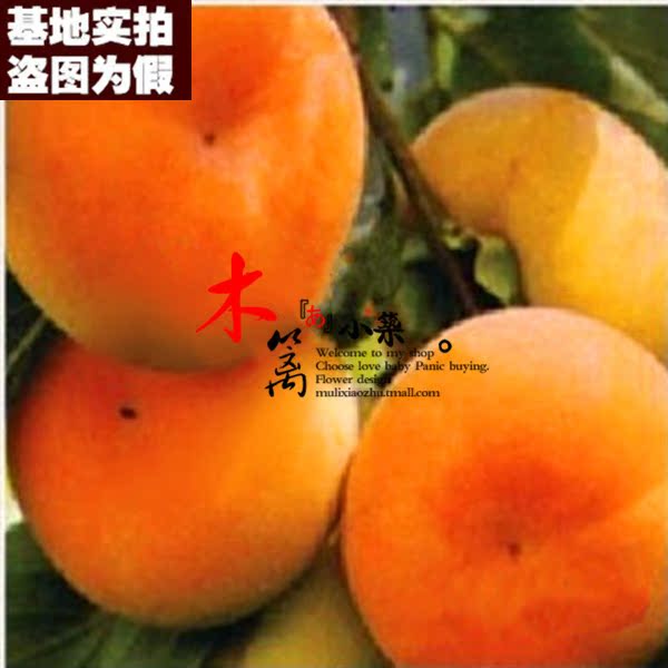 【大锣盘柿15】柿子苗柿苗嫁接苗庭院阳台盆栽地栽全国可种植