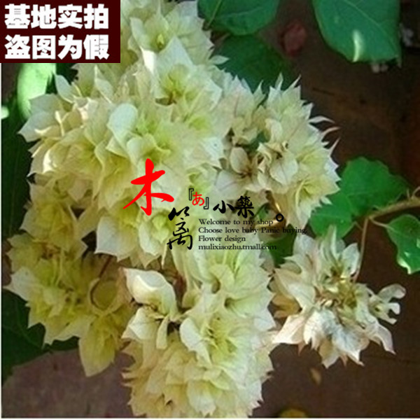 【柠檬黄16】盆景室内绿植 盆栽重瓣三角梅苗 攀援花卉 当年开花