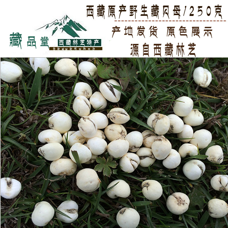 Tibet's native small fritillaria Tibetan fritillary Garlic Sichuan Fritillaria Cirrhosa 250G Mountain goods 3900-meter dry goods Natural drying