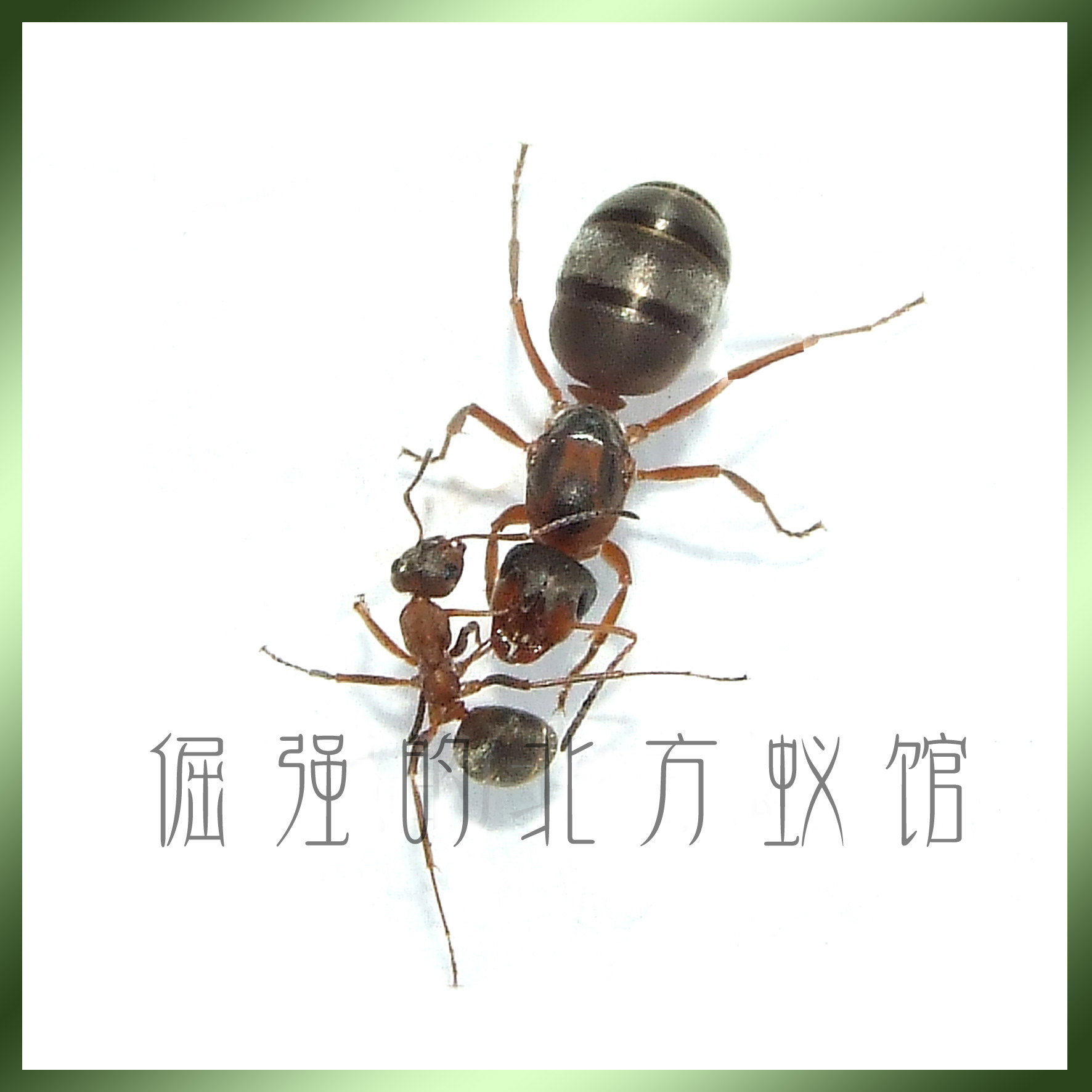 The first 50 workers of pet ants sand forest ants red forest ants are good for keeping and living.