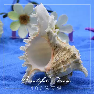Full 35 yuan Chrysanthemum snail fish tank decoration home collection ornaments natural shell conch coral Special