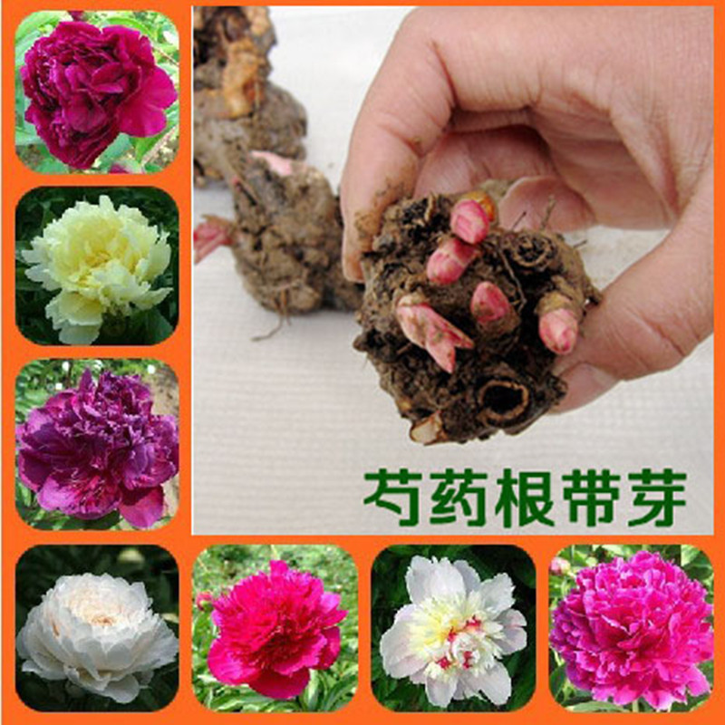庭院盆栽多年生球根花卉 芍药根块 带芽芍药种根 芍药花苗可开花