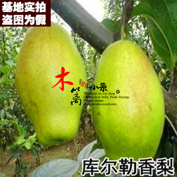 【库尔勒香梨15】庭院盆栽地栽梨苗梨树嫁接苗 黄金梨苗 香梨苗