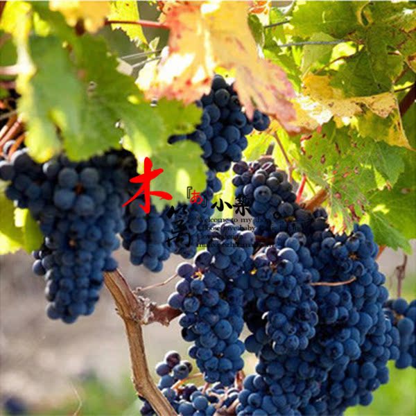 观果型盆栽 楼顶阳台葡萄盆栽 爬藤葡萄苗 盆栽地栽 葡萄苗