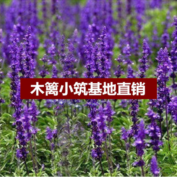 盆栽花卉 香草 【长穗薰衣草】 盆栽室内花卉 观花植物