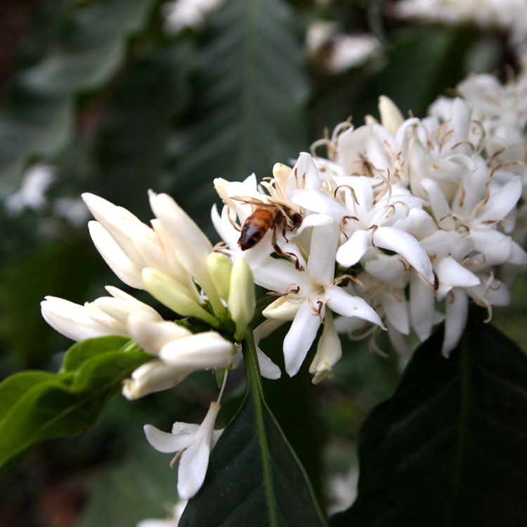 I Quietly Tells You. This Is Not Sour and Delicious. 227g Dark Roasted Brazilian Beans Will Be Shipped Quickly