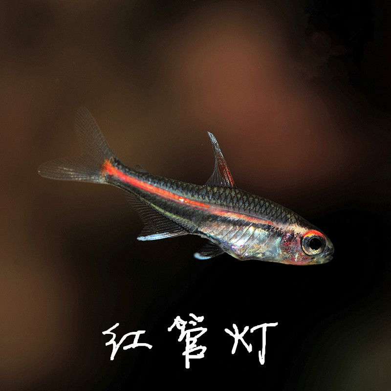 South American aquatic red light pipe fish glass neon light fish small ornamental fish tropical fish light corfish live fish