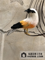 Simulation bird garden ornaments feathers bird ornaments film and television shooting props bird specimens window ornaments