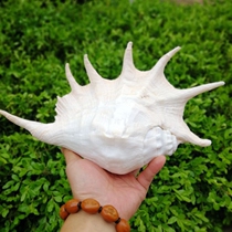 Large natural conch shell ornaments crafts seven-pointed snail creative home accessories Aquarium fish tank landscaping