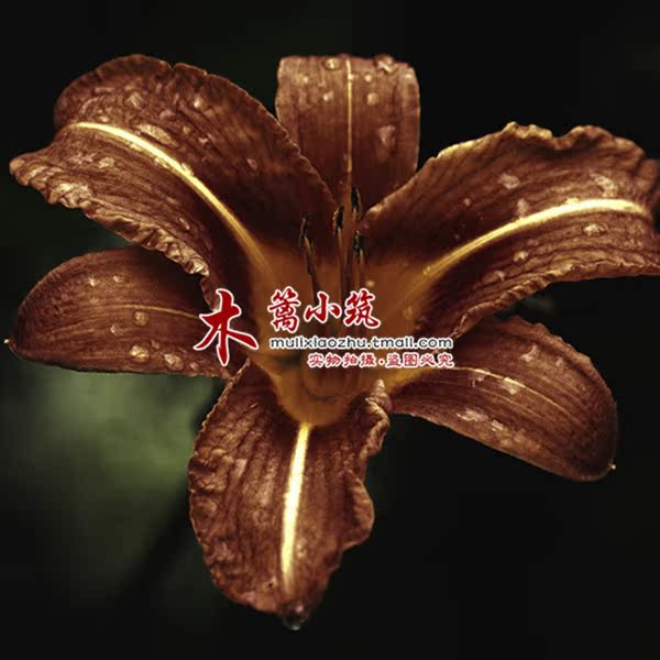 【巧克力经典】荷兰百合球香水百合球花卉盆栽花卉