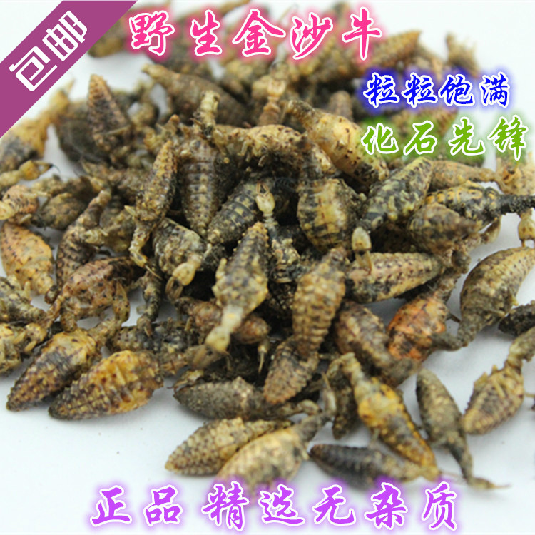 Golden Sand Bull Chinese herbal medicine Sand Beef Cattle Worm wild Rind Rind washed and dried without sediment and silverless Ant-Lions 10 gr