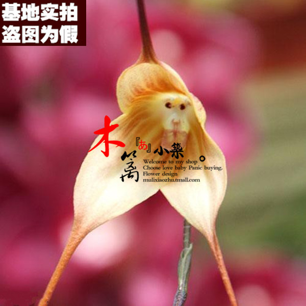 【佬猴16】猴面兰花盆栽花卉兰花苗大花蕙兰 蝉兰 虎头兰当年开