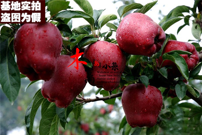 【蛇果15】盆栽/地栽柱状苹果 嫁接苗苹果  当年结苗