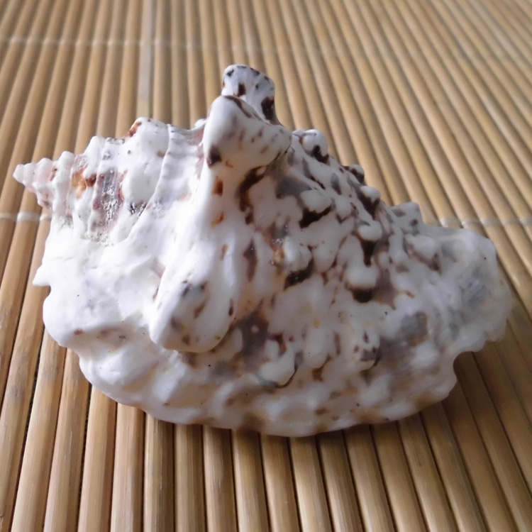 Conch shell faucet Snail fish tank Aquarium landscaping Wedding home floor wall stickers Mediterranean decoration