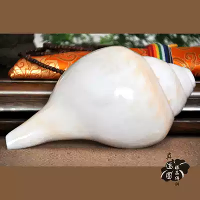 Buddhist white sea snail sound thick tantric law snail Nepal imported natural Indian snail