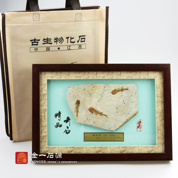 Liaoxi natural paleontology wolffin fish fossil primitive stone animal fossil group fish specimen popular science Viewing Stone photo frame