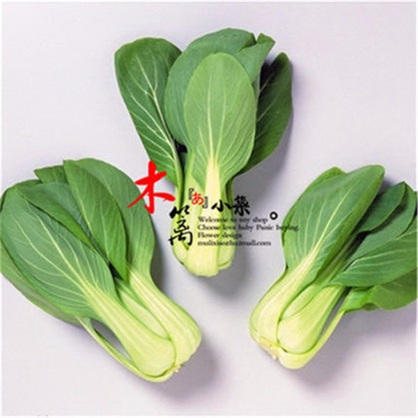 四季黄金小白菜 青菜 蔬菜庭院种菜秋葵白菜甘蓝包菜苦菊生菜油菜